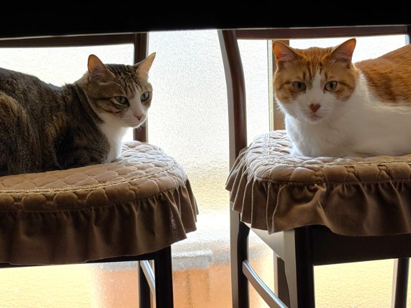 窓辺の椅子でくつろぐ2匹の猫
