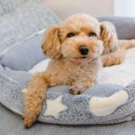 パストリーゼ77でペット周りを安全に除菌する使い方【クリンネスト1級】(イメージ写真)